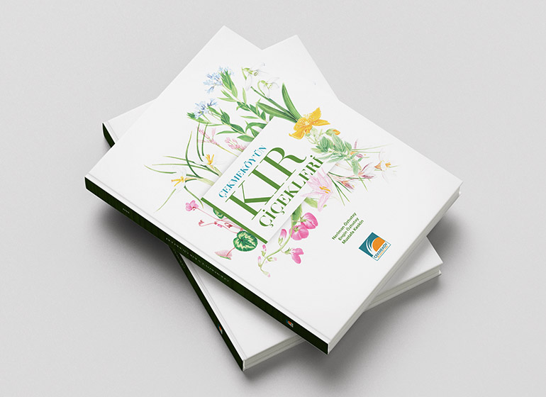 Çekmeköy'ün Kır Çiçekleri